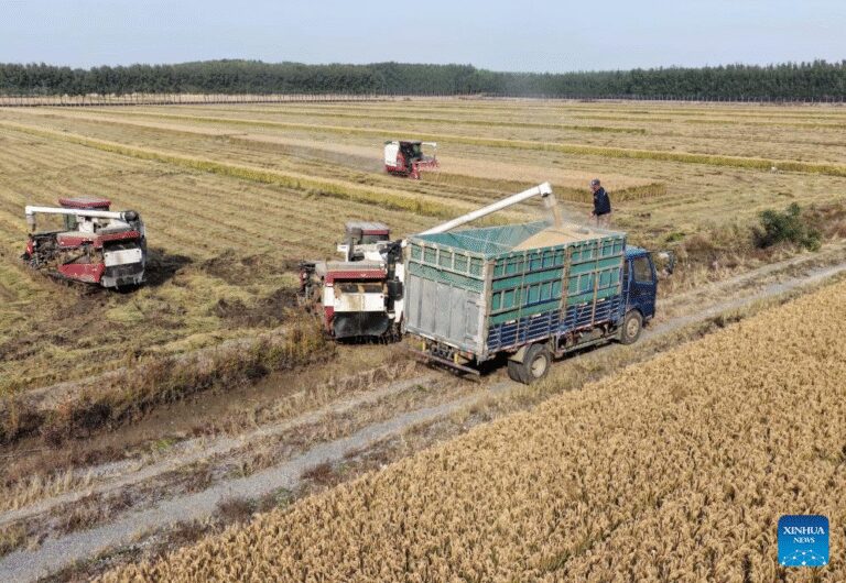 rice harvest in China’s Hebei-Xinhua