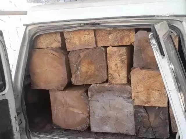 Punjab intensifies crackdown on timber mafia to curb smog, protect forests