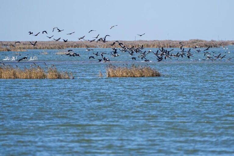 Bird paradise at Yellow River estuary shines as China advances flyway conservation-Xinhua