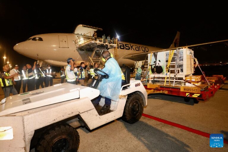 Malaysia welcomes new giant panda couple “Chen Xing,””Xiao Yue”-Xinhua