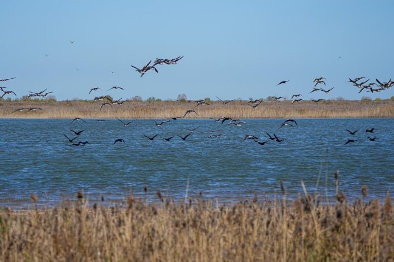 China engineers safer, smarter flyways for birds on the move-Xinhua