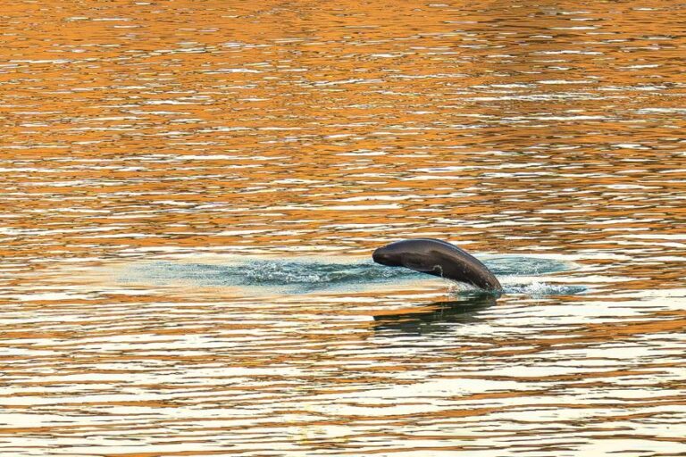 Yangtze finless porpoise population increases in China-Xinhua