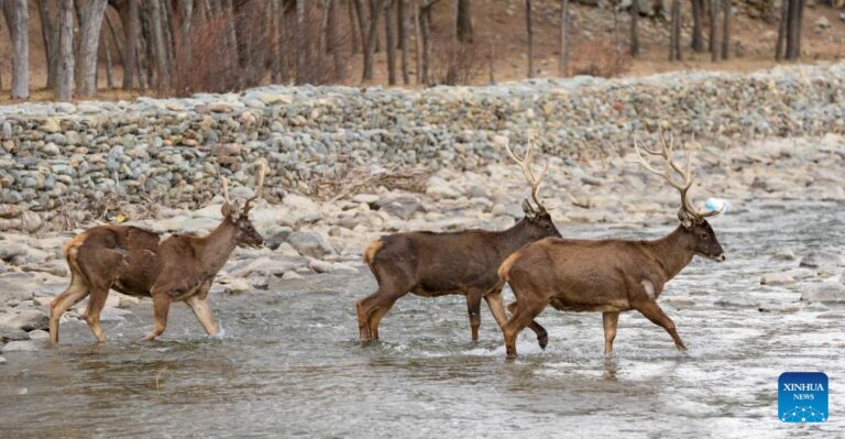 White-lipped deer population increases in Xizang as ecological environment improves-Xinhua
