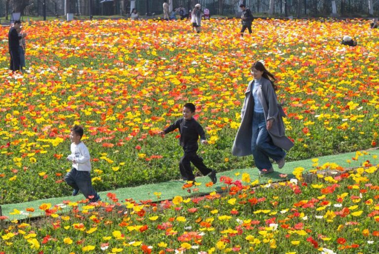 China’s flower economy in full bloom-Xinhua