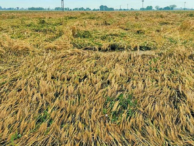 Hailstorm, rains ravage Bhakkar crops