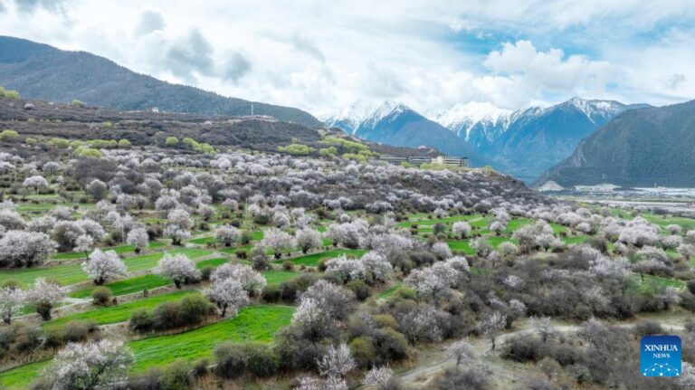 Peach blossom tourism and cultural festival kicks off in Nyingchi, China’s Xizang-Xinhua