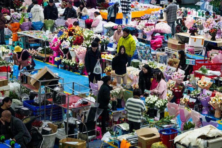 Chrysanthemums from China’s Yunnan bloom in Japan, ROK markets-Xinhua